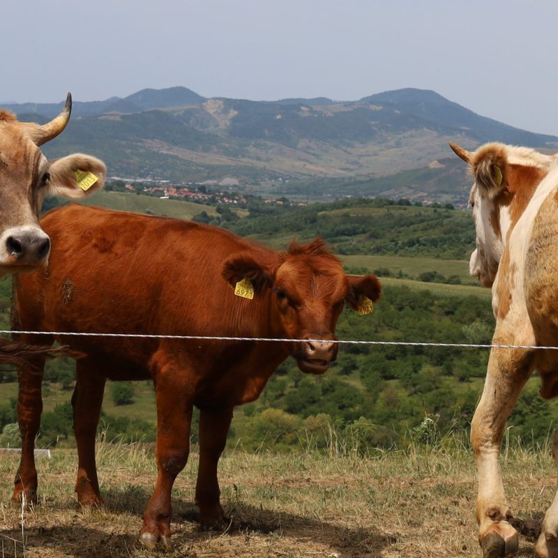 ferma vacute